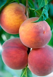 Kaweah Peach